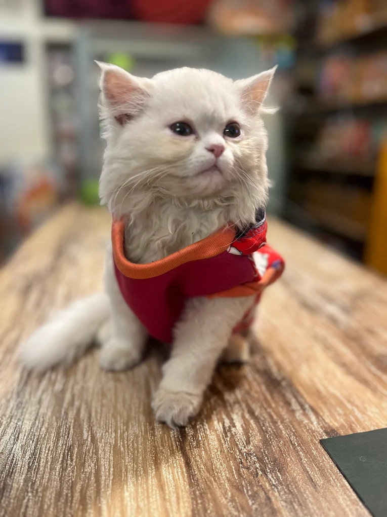 Pet grooming client transformation